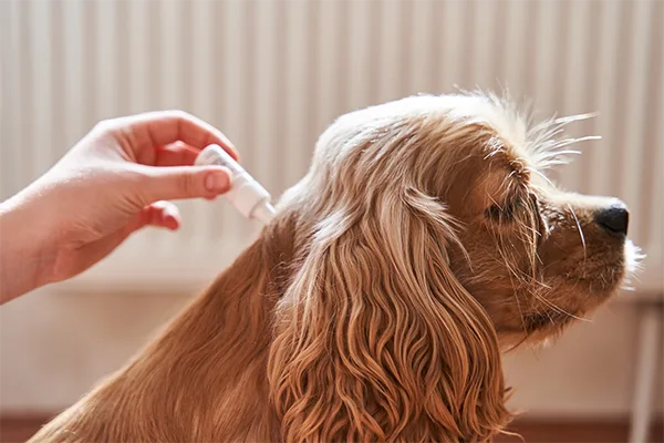 Flea Control